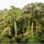 Gubernur Kaltim Menegaskan Penting nya Menjaga Hutan, Berpotensi Menjadi Pendapatan Baru
