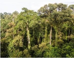 Gubernur Kaltim Menegaskan Penting nya Menjaga Hutan, Berpotensi Menjadi Pendapatan Baru