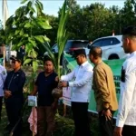 GUBERNUR RUDY MAS’UD Kembangkan Potensi Kelapa Genjah Di Penajam
