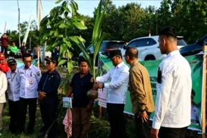 GUBERNUR RUDY MAS’UD Kembangkan Potensi Kelapa Genjah Di Penajam