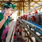 Panen Perdana Telur Kelompok Tani Tunas Harapan,Bukti Nyata Keberhasilan Program Ketahanan Pangan Kaltara