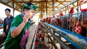Panen Perdana Telur Kelompok Tani Tunas Harapan,Bukti Nyata Keberhasilan Program Ketahanan Pangan Kaltara