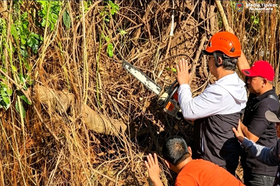 Gotong Royong Selamatkan Pohon Bersejarah 150 Tahun:Wali Kota Yogyakarta Apresiasi Empat Dan Kebersamaan Warga